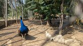 Tbilisi Zoo