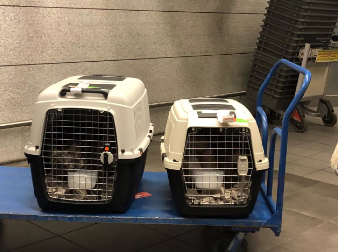 Transportation_of_pets_important_aspects_of_ani