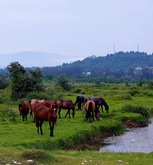 Устье реки Чорохи