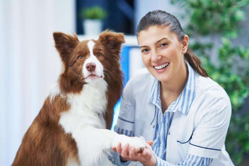 A smiling veterinarian gently holds a dog’s paw during a checkup at the clinic.