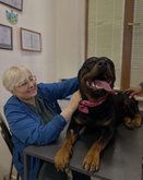 ვეტმედი