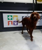 შინაური ცხოველებისთვის