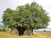 Вороний саквдари, Лами