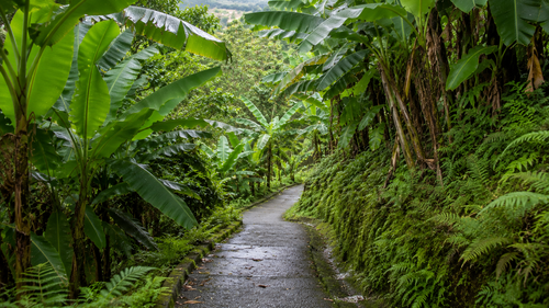 The short downhill path through Banana Grove leads visitors from the road toward the lower part of the route.