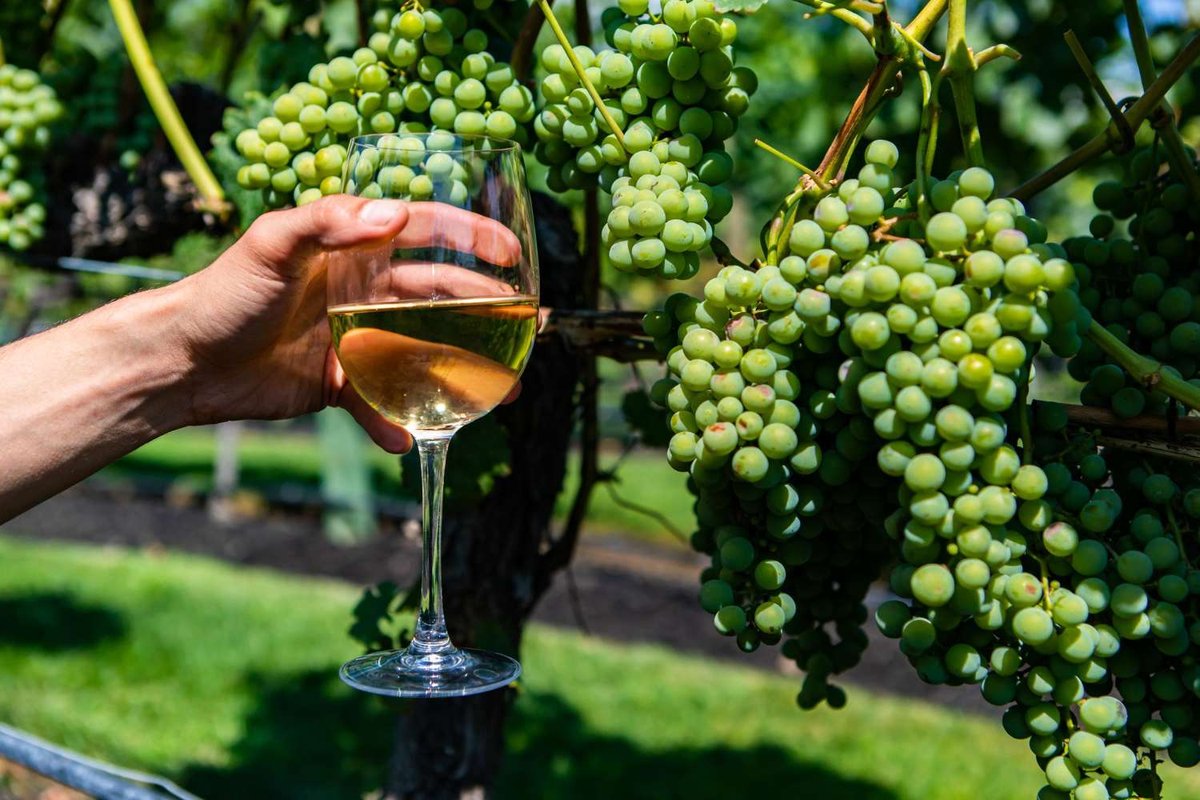 A short caption: a hand holds a glass of white wine up against a heavy cluster of unripe green grapes still on the vine.