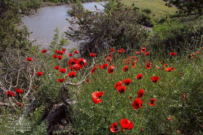 Flowers in the Izhri Nature Reserve