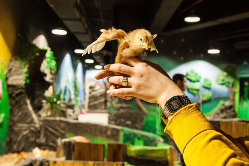 Zootopia petting zoo in Tbilisi