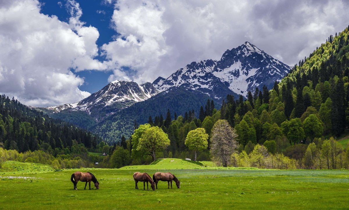 along-meadows-abkhazia-herd-horses-01