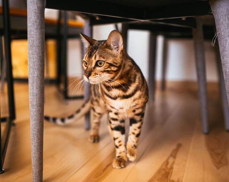 A Bengal cat walks around the kitchen.