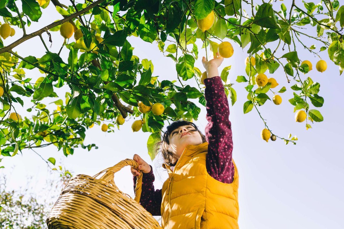 girl-with-basket-picking-lemons.original