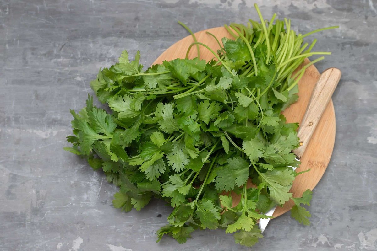 green-coriander-wooden-board-with-knife