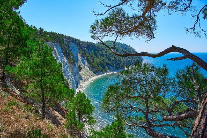 Pitsunda Pine Grove