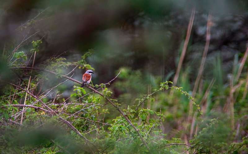 migratory-birds-Georgia