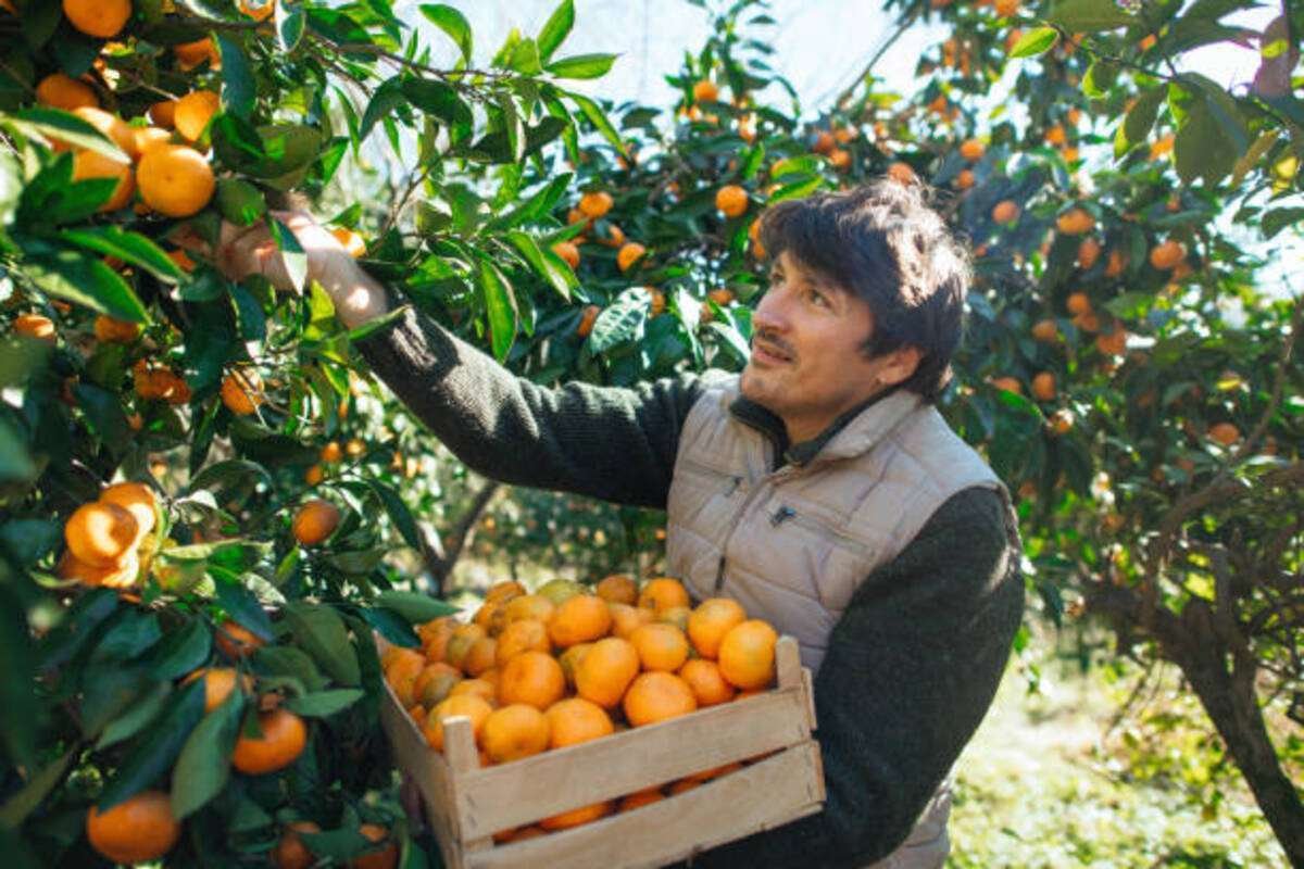 muzhchina_sobiraet_apelsiny_v_derevyannyy_yashc