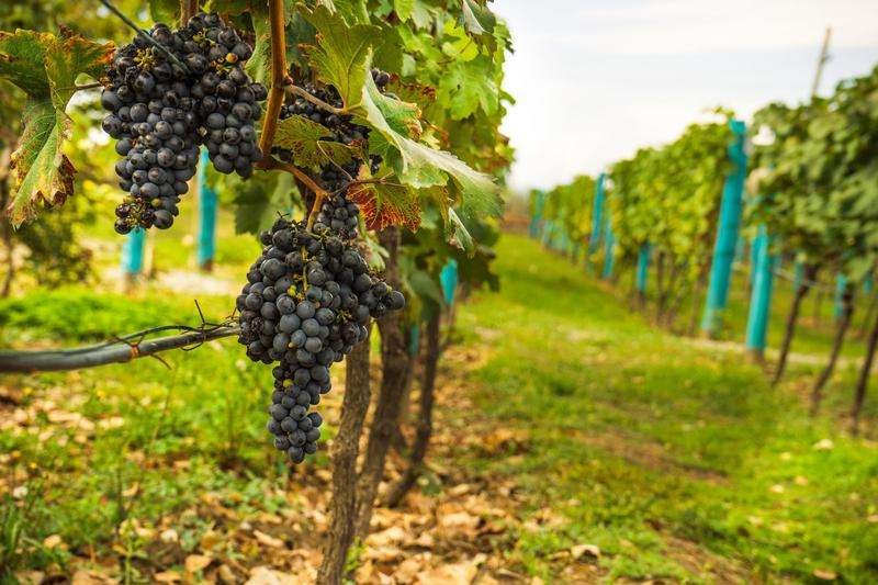 Grapevine against the background of a vineyard