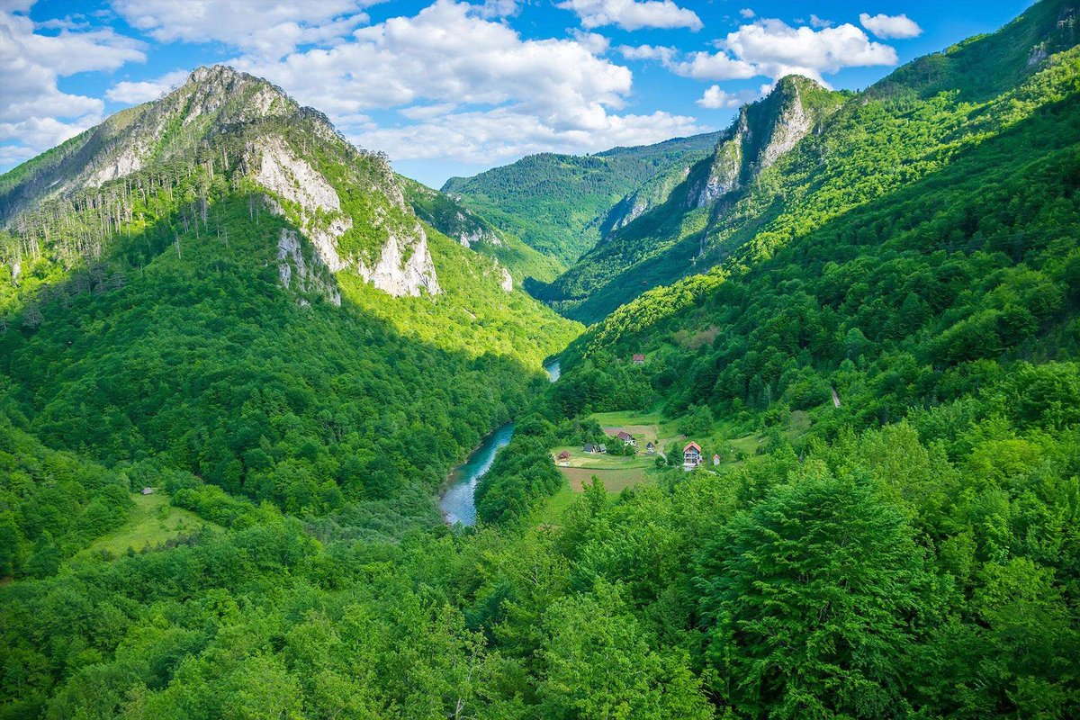 panoramic-view-green-grassy-valley-pine-01.original