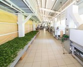 არომაგია