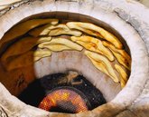Shoti Delicious Georgian bread