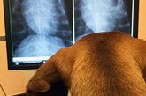 X-ray for pets