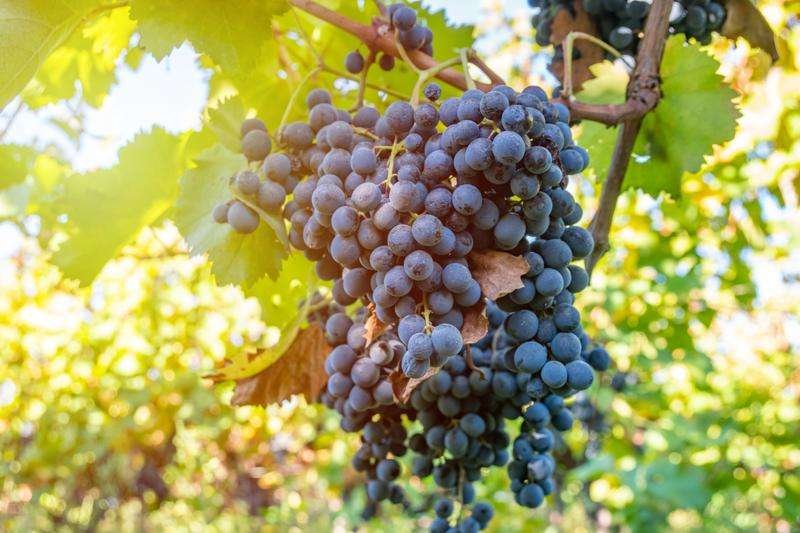 Saperavi grape vine