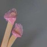 ცა