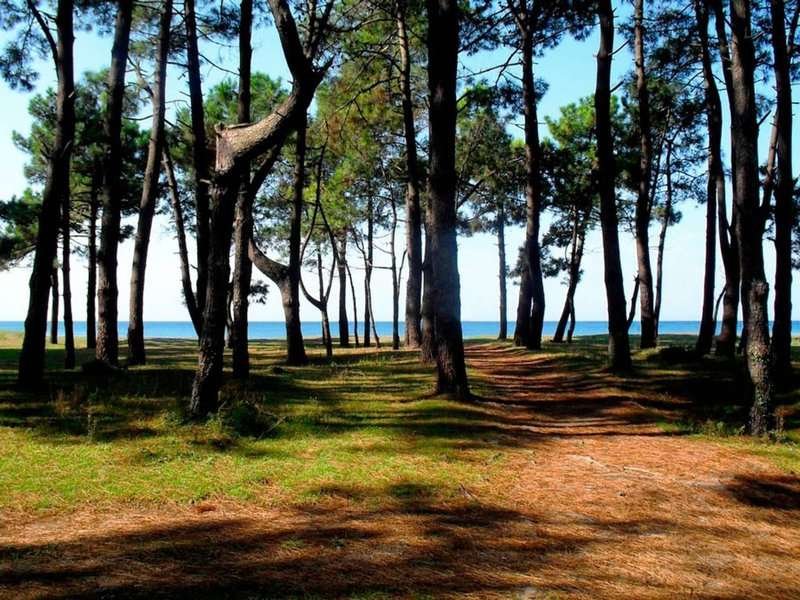 Trees on the shore in Shekvetili