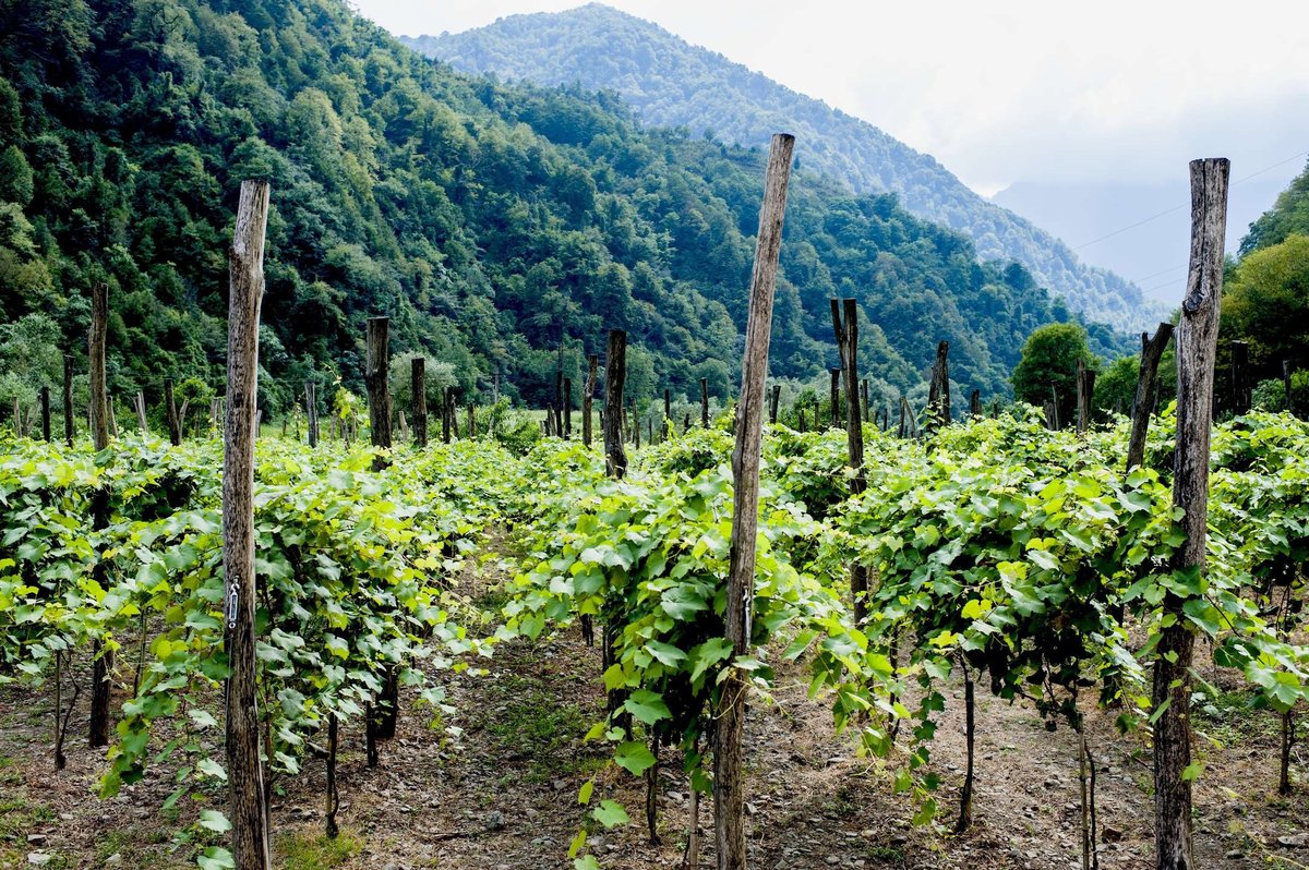 Vineyards of Georgia