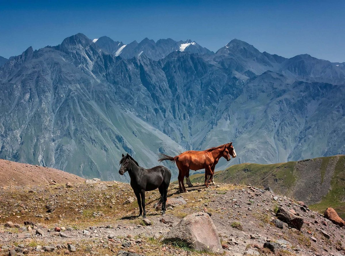 three-wild-horses.original