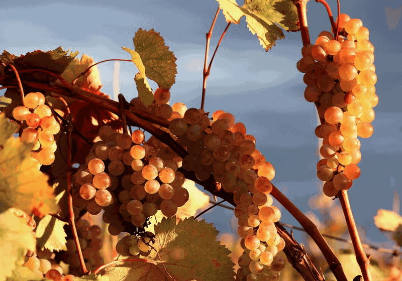 Grapevines in the autumn sun