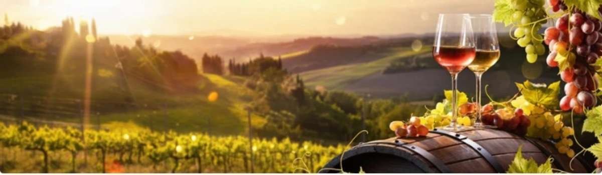 vinogradnii_plantatsii_na_fone_zakata_vinograd