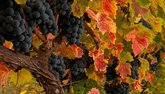 Winery Khareba